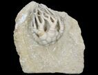 Crinoid (Cyathocrinites) Fossil - Crawfordsville, Indiana #122951-1